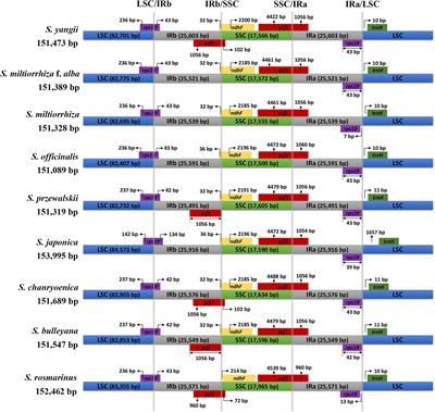 Characterization of Chloroplast Genomes From Two Salvia Medicinal Plants and Gene Transfer Among Their Mitochondrial and Chloroplast Genomes